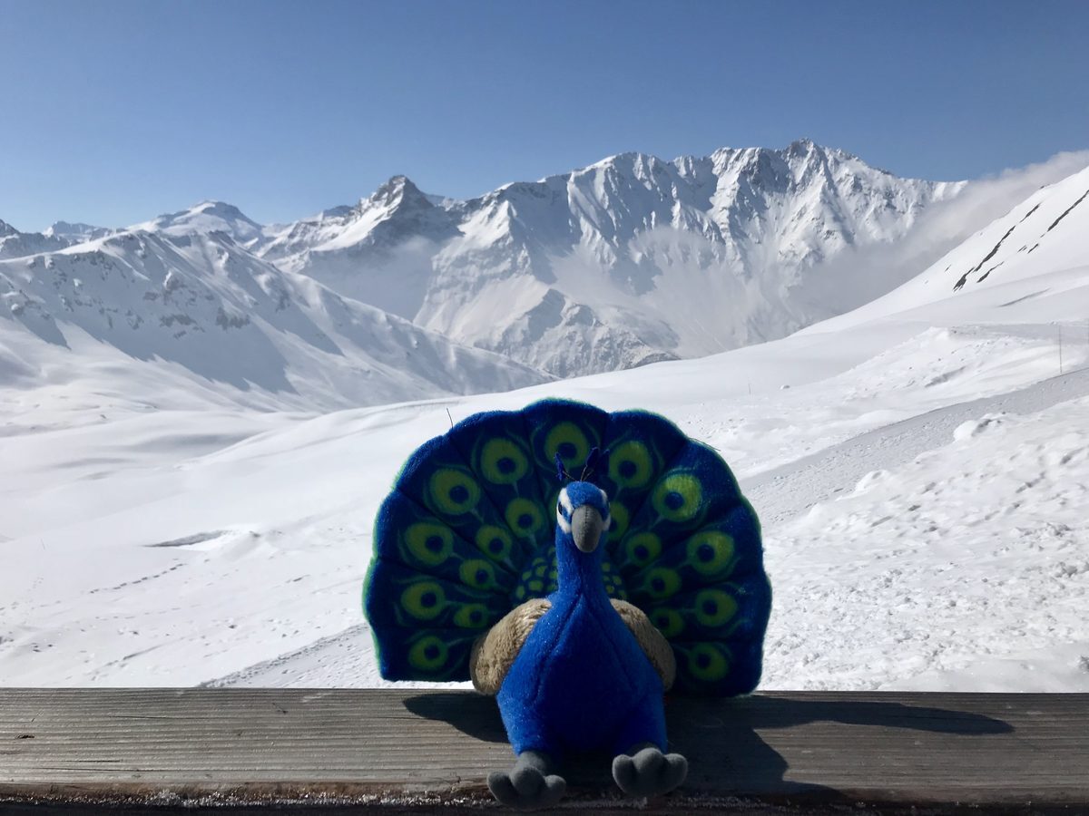 Leon, the plush peacock, in the mountains