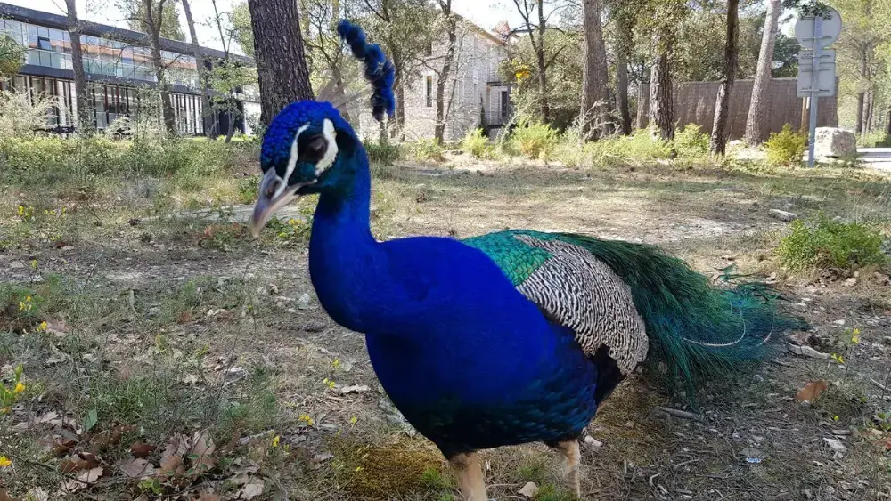 A peacock roaming freely on the Arbois campus
