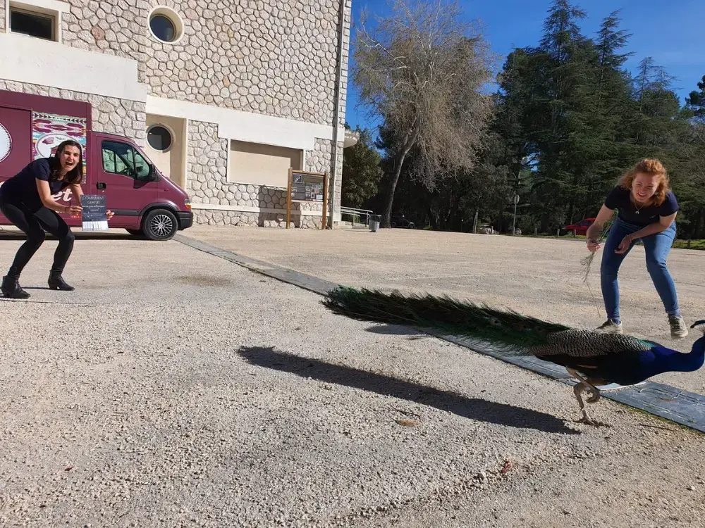 A playful moment with a peacock on campus